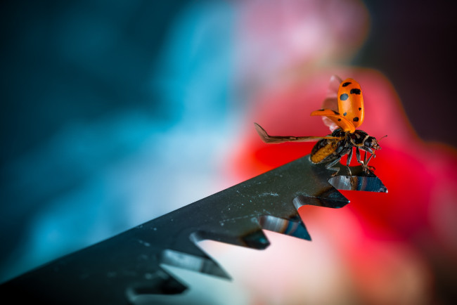 Обои картинки фото животные, божьи коровки, макро, насекомое, божья, коровка, цвет, ярко