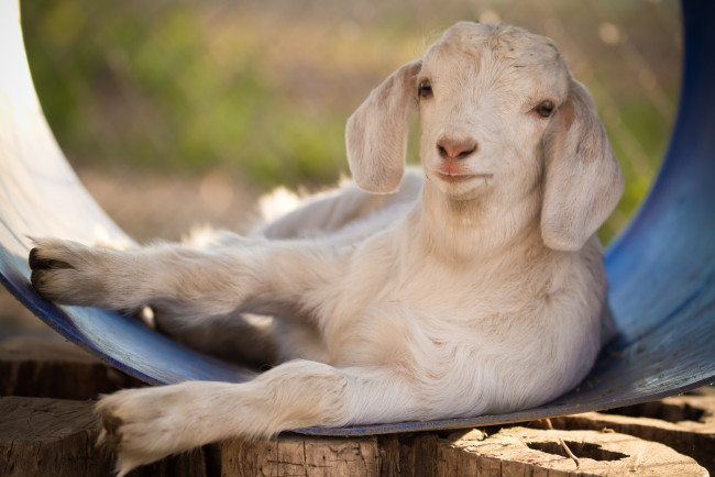 Обои картинки фото животные, козы, козлёнок, малыш, обработка, белый