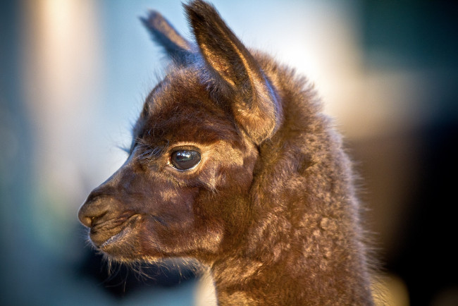 Обои картинки фото животные, ламы, профиль, лама