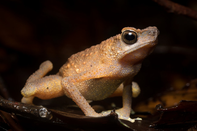 Обои картинки фото животные, лягушки, фон, лягушка, лист, сырость, макро