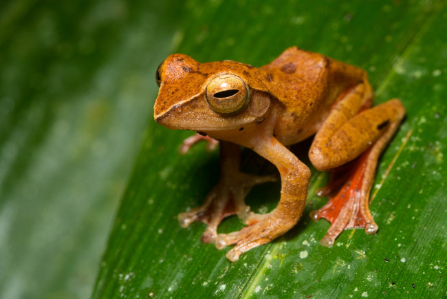 Обои картинки фото животные, лягушки, лист, сырость, макро, фон, лягушка