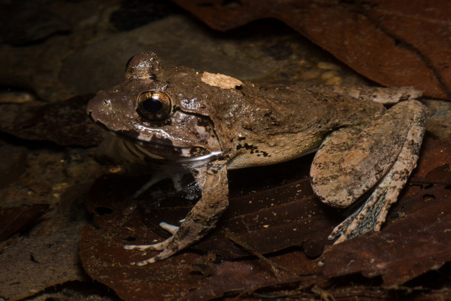 Обои картинки фото животные, лягушки, сырость, сухие, листья, лягушка, вода, макро, фон, лужа