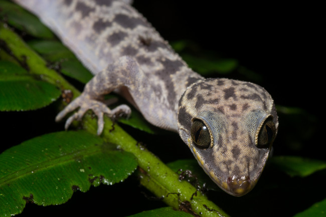 Обои картинки фото животные, Ящерицы,  игуаны,  вараны, глаза, ящерица, лист