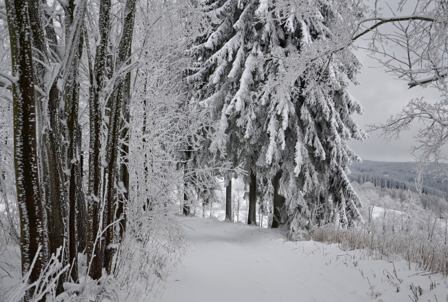 Обои картинки фото природа, зима, лес, деревья, снег, иней