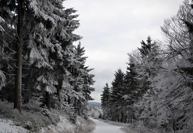 Обои картинки фото природа, зима, лес, деревья, снег, иней