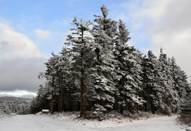 Обои картинки фото природа, зима, лес, деревья, снег, иней