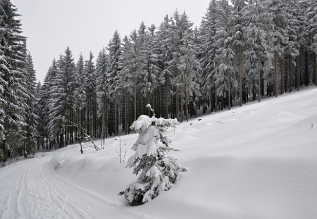 Обои картинки фото природа, зима, лес, деревья, снег, иней