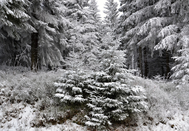 Обои картинки фото природа, зима, лес, деревья, снег, иней