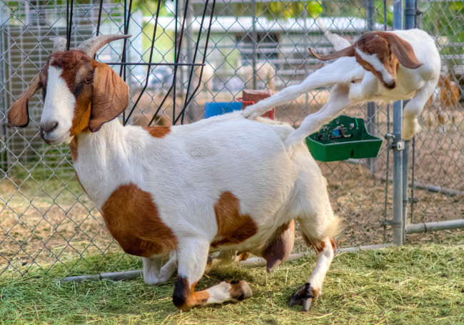 Обои картинки фото животные, козы, козлёнок, коза