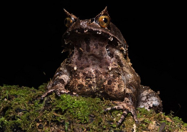 Обои картинки фото животные, лягушки, лягушка, лист, влажность, сырость