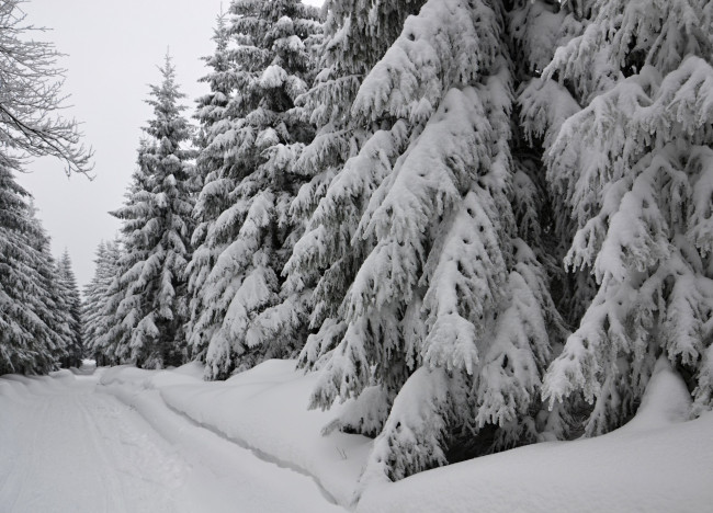 Обои картинки фото природа, зима, лес, деревья, снег, иней