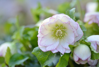 Картинка цветы геллеборус+ морозник макро геллеборус