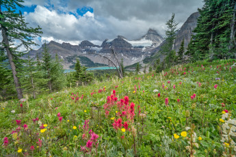 Картинка природа луга цветы трава горы