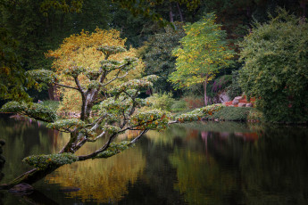 Картинка природа реки озера река лес