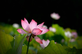 Картинка цветы лотосы лепестки бутон фон