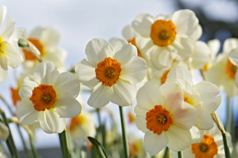 Картинка цветы нарциссы