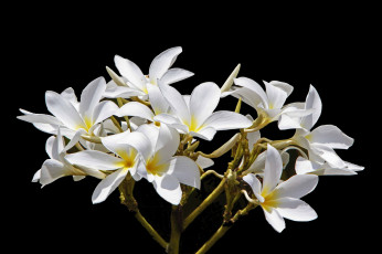 Картинка цветы плюмерия лепестки листья