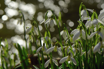 Картинка цветы подснежники +белоцветники +пролески