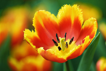 Картинка цветы тюльпаны макро лепестки тюльпан