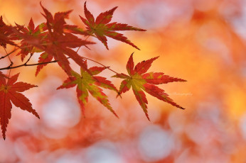 Картинка природа листья