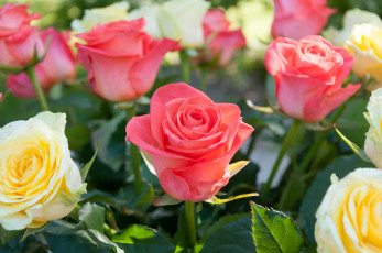 Картинка цветы розы макро бутоны