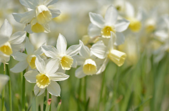Картинка цветы нарциссы весна макро