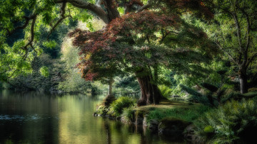 Картинка природа реки озера река лес