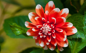 Картинка цветы георгины листья лепестки георгина