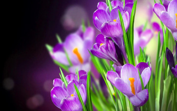 Картинка цветы крокусы сиреневые цветение листья