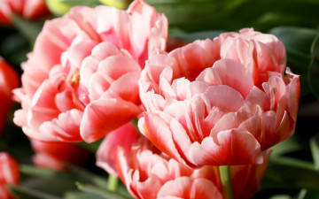 Картинка цветы тюльпаны