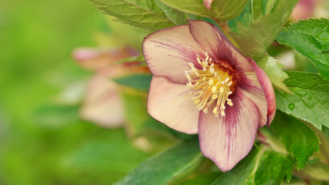 Обои картинки фото цветы, геллеборус , морозник, геллеборус, макро