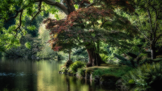 Обои картинки фото природа, реки, озера, река, лес