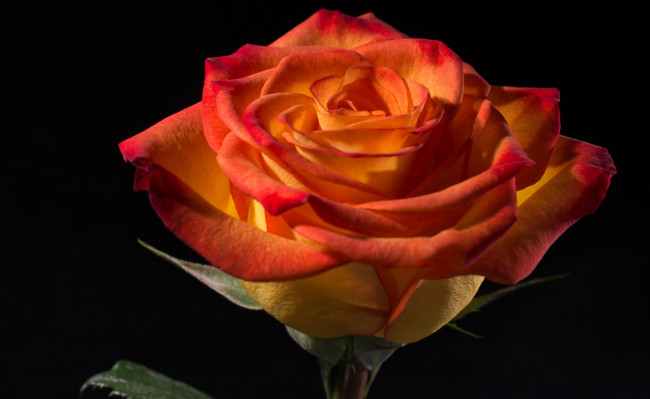 Обои картинки фото цветы, розы, макро, роза, лепестки