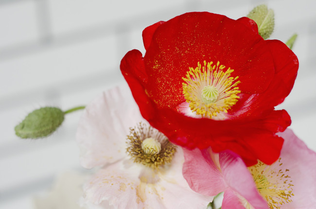 Обои картинки фото цветы, маки, макро, лепестки