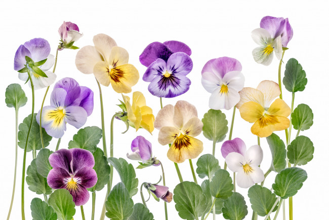 Обои картинки фото цветы, анютины глазки , садовые фиалки, лепестки, макро, анютины, глазки, виола