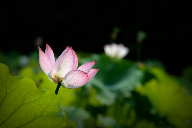 Обои картинки фото цветы, лотосы, бутон, фон, лепестки