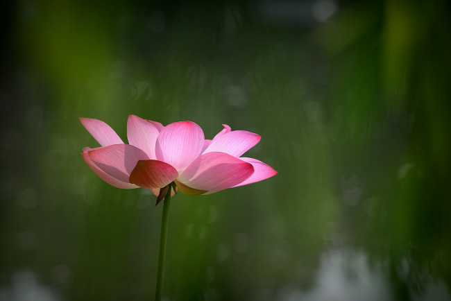 Обои картинки фото цветы, лотосы, фон, лепестки, бутон