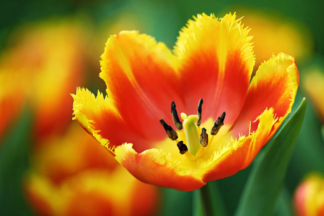 Обои картинки фото цветы, тюльпаны, макро, лепестки, тюльпан