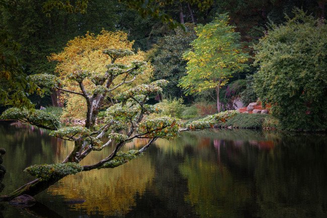 Обои картинки фото природа, реки, озера, река, лес