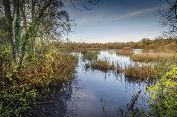 Картинка природа реки озера река лес