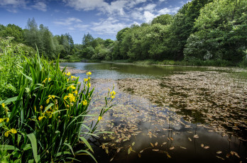 Картинка природа реки озера река лес