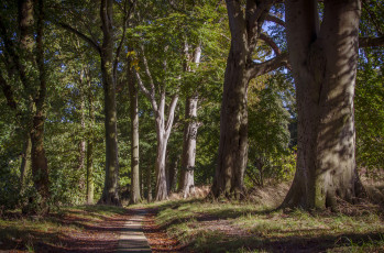 Картинка природа лес деревья