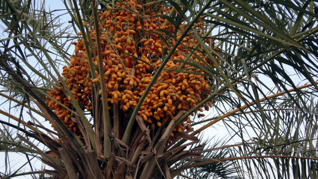 Обои картинки фото природа, плоды, экзотика