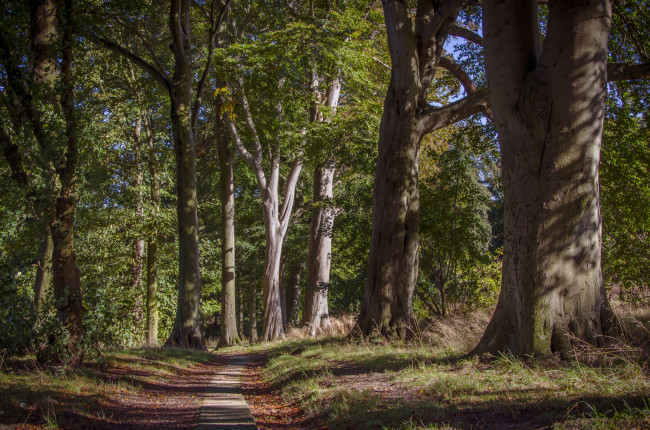 Обои картинки фото природа, лес, деревья