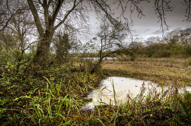 Обои картинки фото природа, реки, озера, река, лес