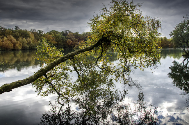 Обои картинки фото природа, реки, озера, лес, река