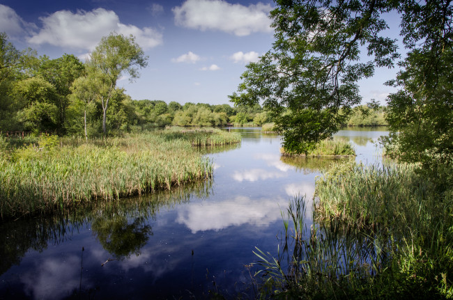 Обои картинки фото природа, реки, озера, река, лес