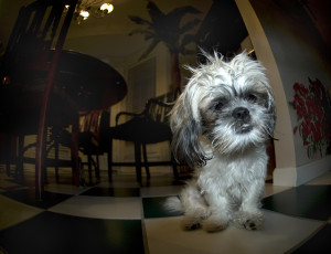 Картинка животные собаки квартира фон собака