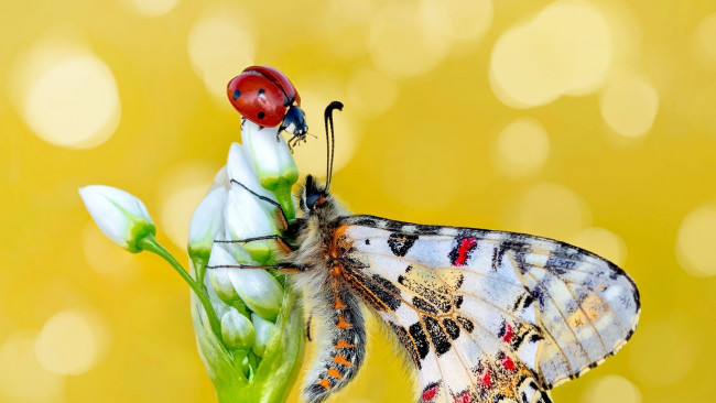 Обои картинки фото животные, разные вместе, божья, коровка, бабочка