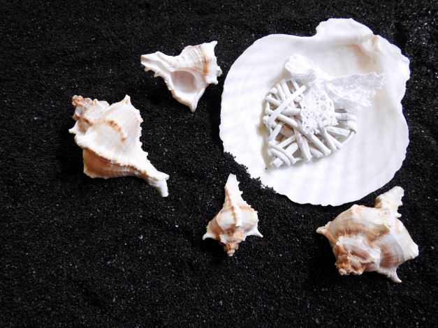 Обои картинки фото разное, ракушки,  кораллы,  декоративные и spa-камни